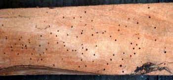Woodworm Treatment Specialists Oxfordshire